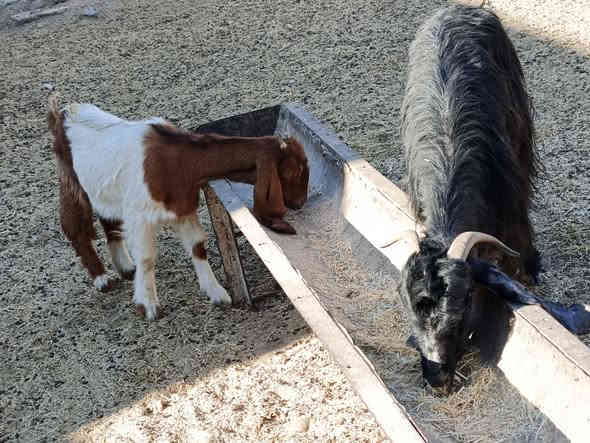 يوجد عنز عشره وصخله مالات جنيه شرط نصاحه السعر 250 زوج 🔥المكان بيجي حي العصري رقم الهاتف ‏‪***********‬‏
