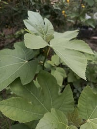 تين اصفر • شتلات • فوق ٨٠سم