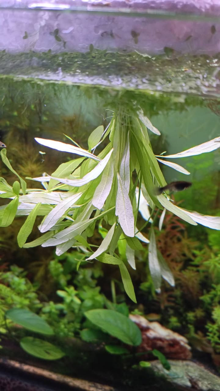 عرض العيد كل شتلتين ۵۰۰۰ تتكون الشتله من ٦ اغصان

النباتات المتوفرة 

الاكواريوم

رورايما" (Myriophyllum Roraima) أو "ميريوفيلوم الذهبي".

ليمونوفيلا سيسيلفورا (Limnophila sessiliflora)، المعروف أيضاً باسم "أمبوليا القزم" أو "ذيل الثعلب"

عدس الماء 

توصيل بغداد  فقط 5000


**إذا كنت صاحب هذا الإعلان وتريد حذفه لأي سبب، رجاءا أرسل رسالة إلى الدعم الفني**