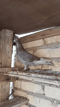 فحل للبيع. المكان بغداد
***********
