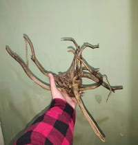 خشب متحجر • توصيل