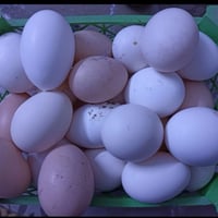 بيض • كركوك • روناكي