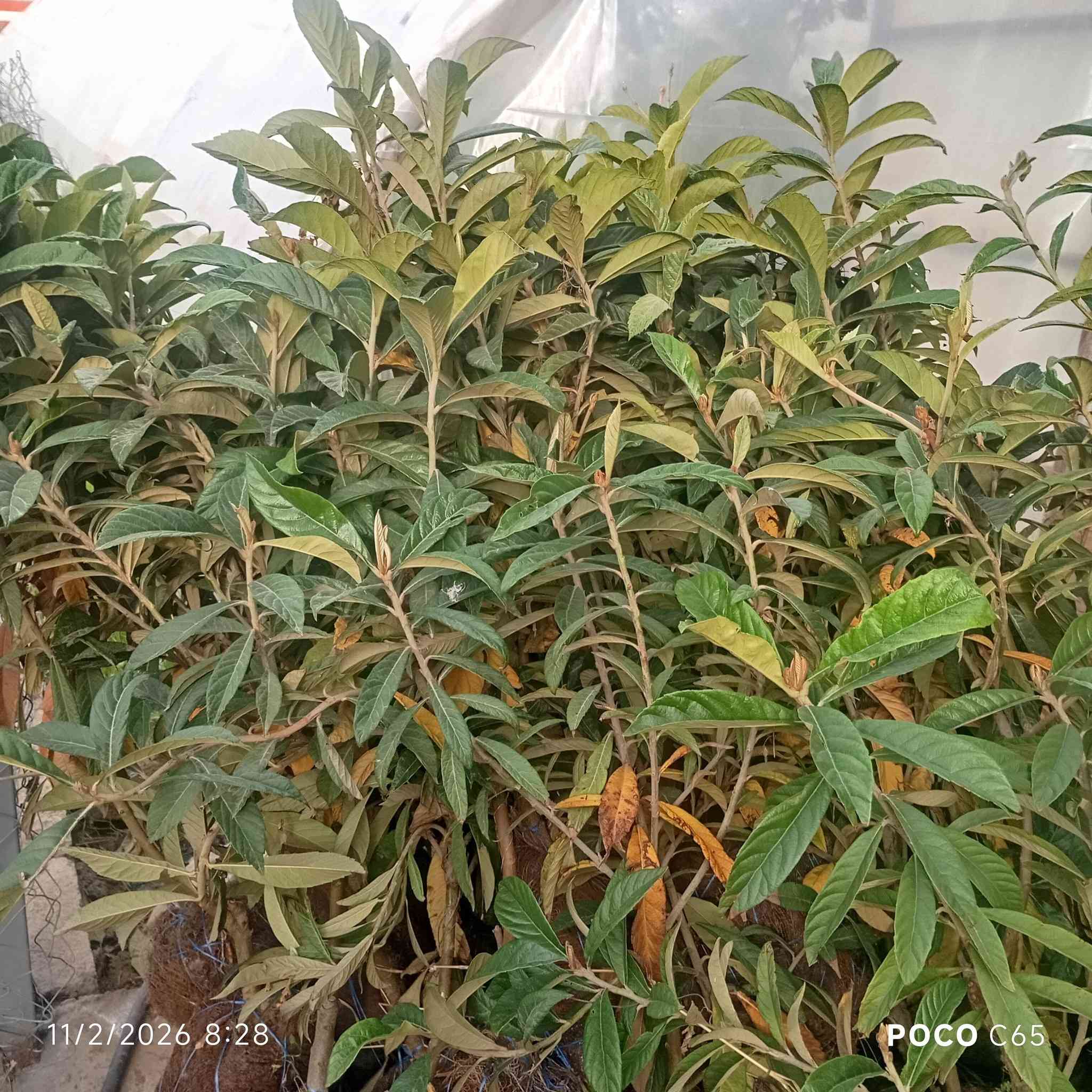 على بركة الله تعالى ✨🌿
تم وصول وجبة من الثيل الهندي الدرجة الأولى 🏞️☘️🍀
 ومجموعه من الحمضيات واوراد الزينه🌿🌳✨
 عنوان المشتل قضاء بلد شارع الامام السيد محمد ع يوجد توصيل داخل قضاء بلد 
للاستفسار 
***********
***********
