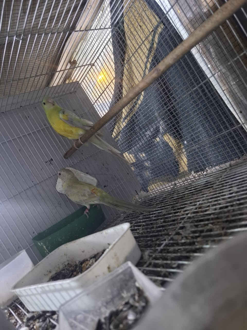 السلام عليكم زوج ابراكيت مغرد الطيور نظافه وخشانه وشرط النتاج الطيور مضمونه مكاني المسيب سعرهن ١٣٠ ***********
