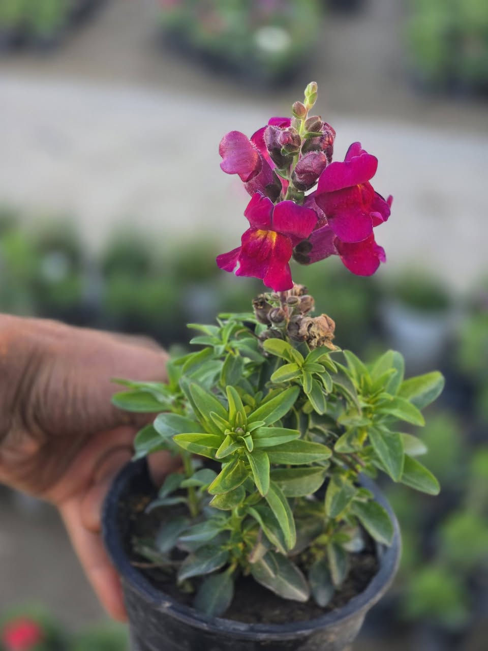 "جديدنا في مشتل الرفاعي 🌿🌹"
​وصلت الآن تشكيلة واسعة ومميزة من:
​الأزهار الموسمية: ألوان تضفي بهجة فورية.
​النباتات الدائمية: خضرة وجمال يدوم طويلاً.
​✅ ألوان زاهية | ✅ جودة عالية | ✅ أسعار مناسبة
✅ سعر الشتلة [ 500 . دينار ]
​📍 الموقع: [مجاور قرية القائد/ قرب فرع سيد احمد]
📞 للاستفسار: [***********]
                       [ ***********]
​حيّاكم الله، نتشرف بزيارتكم .
