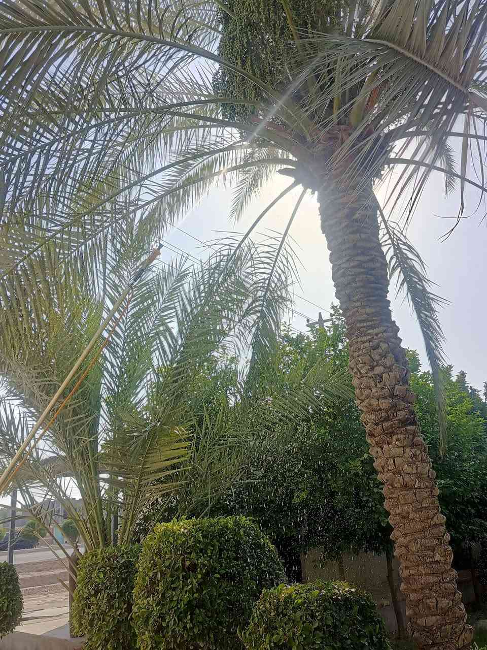 السلام عليكم مع بدء موسم رش المبيدات للنخيل والأشجار لحمايتها من الآفات الزراعية والغبار الذي يصيب ثمارها انا عامل وامتلك هولدر والذي يرغب في رش نخيله واشجاره لِحمايتها يتصل على هذا الرقم ***********
رقم الثاني ويوجد عليه واتساب ***********
