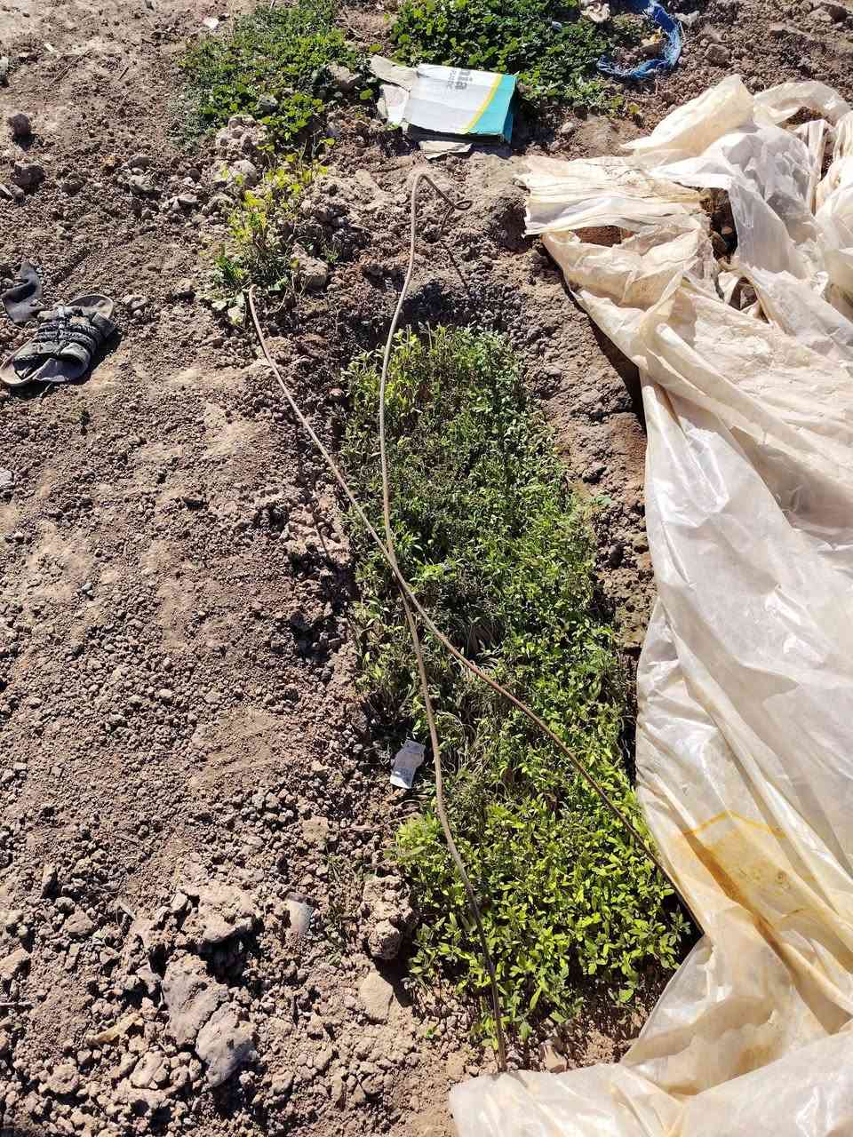 دوايه طماطه للبيع مكلف بل نشر هاذا صاحب دوايه تصال فقط***********
