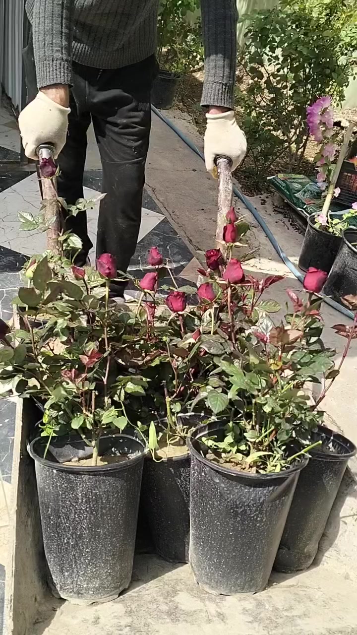 #جوري_قطف_٦_ألوان_إنتاجنا😍😍😍

العنوان/ خانقين شارع المستودع مقابل مشروع الماء 

توجد خدمة توصيل داخل خانقين 🚕 🚕 🚕


**إذا كنت صاحب هذا الإعلان وتريد حذفه لأي سبب، رجاءا أرسل رسالة إلى الدعم الفني**