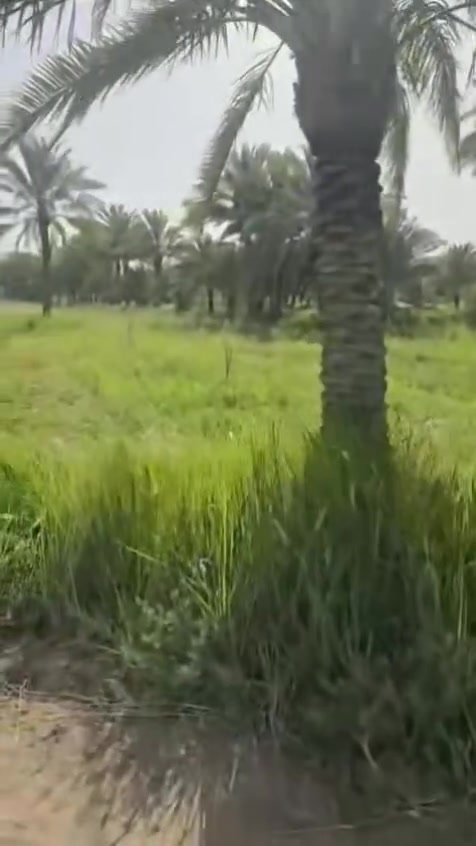 السلام عليكم
مزرعه للبيع المساحه الكليه اربعه او ربع دونم كافه النخيل بيها طابو زراعي سند 25 تحويل مباشر كل تفاصيل داخل الفديو العنوان حله ابو غرق اسم المنطقه النخيله الغربيه للاستفسار الاتصال على الارقام 
***********
***********
أو زياره مكتب 🛣️ السور الامين شارع 100قرب مدرسه الطفوف
