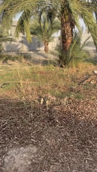 الزبيدية واسط • طابو زراعي • ٣٥٠م