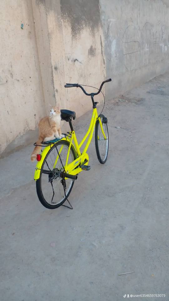 سلام عليكم بيسكل بناتي حجم 26 مديل 2024《   لون اصفر ليموني جديد  عنوان  بصرهة زبير البصرة, العراق


**إذا كنت صاحب هذا الإعلان وتريد حذفه لأي سبب، رجاءا أرسل رسالة إلى الدعم الفني**