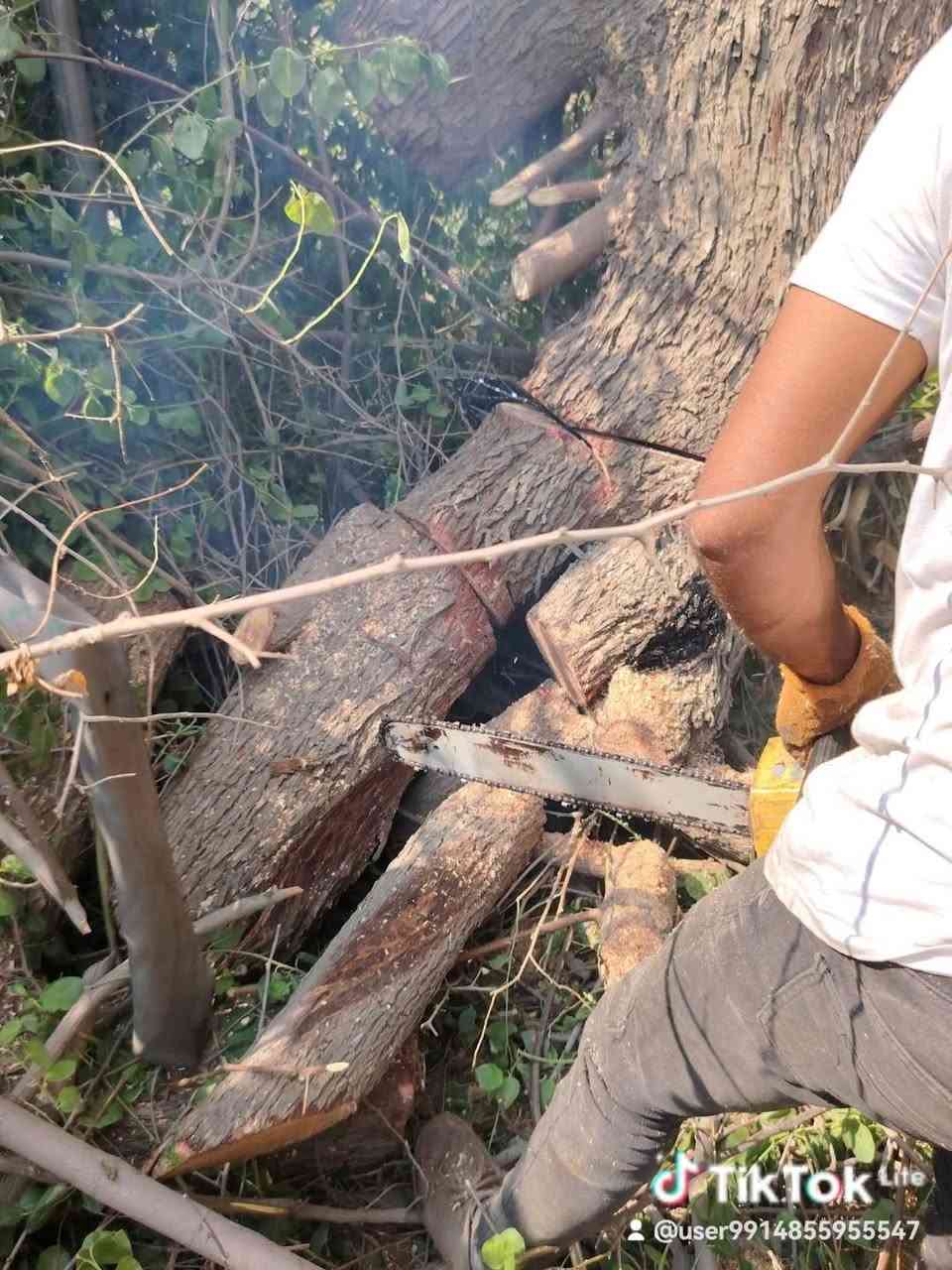 🌴 خدمات تكريب وتنظيف النخيل وقص الأشجار 🌳
✅ تكريب وتنظيف النخيل باحترافية. ✅ تركيس عثوك النخيل وإزالة المخلفات. ✅ قص وقلع الأشجار التالفة والخطرة. ✅ إزالة الأشجار الكبيرة داخل الدور السكنية بأمان. ✅ إنجاز سريع وأسعار مناسبة.

📍 نخدم الديوانية ونواحيها.

📞 للتواصل: ***********

🌴🌳 حافظ على جمال وحديقتك... واترك العمل لأهل الخبرة.
