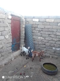 زوج صخله • للبيع