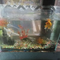 حوض سمك • اغراض • سمك ٣