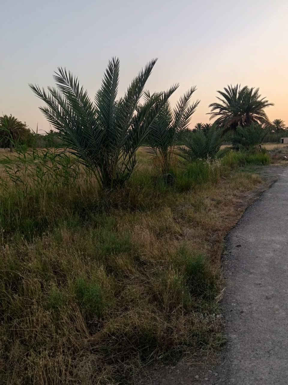 فرصه مميزة لتملك عقاراً 🏡
🔹مساحه العقار دونم ونص 

🔹جنس العقار : طابو ملك صرف 

🔹خدمات متكامله 

🔹الموقع اطراف الشعله 

الاستفسار عن السعار والتفاصيل خاص
او الاتصال على الرقم (‭***********‬)
