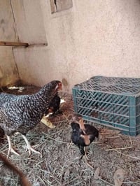 دجاجه • بناتها • صيصان • دواجن • طيور • حيوانات اليفة