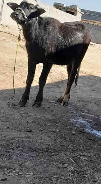 حشاوي ثنين فراتيه درجة أولى للبيع من امهات اصيلات العنوان ميسان الرقم ***********
