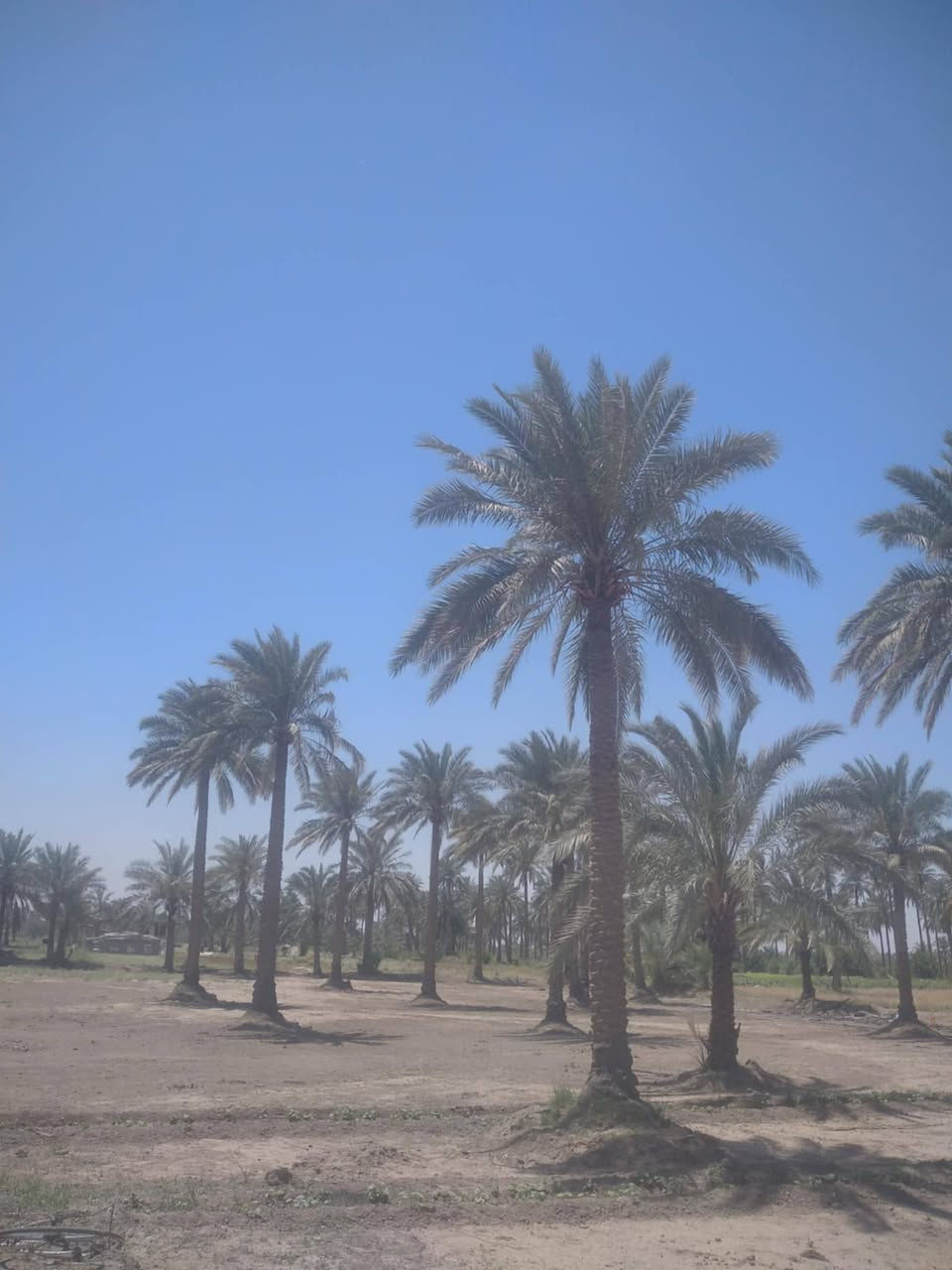 بيت للبيع ٢٠٠ متر مع قطعة أرض ٩ دوانم تحتوي قطعة الأرض على١٢٠ نخله عقد ٣٥ في بابل منطقة ابو كصيب قرب ملعب بابل الدولي للإستفسار اتصل على الرقم ***********
