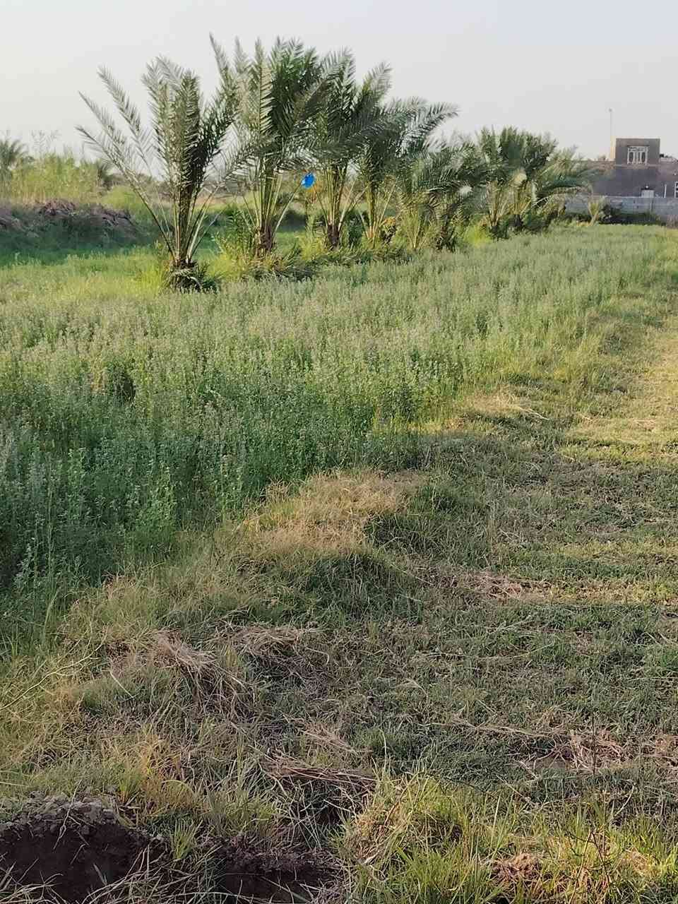 سلام عليكم يوجد دونم البيع توجد فيها كل خدمات ماء كهرباء وتبليط عنوان طريق حله بغداد منطقه فنديه جنس زراعي سند ٢٥ سعر 110. اتصل ***********
