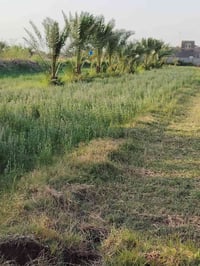 يوجد دونم البيع توجد فيها كل خدمات ماء كهرباء وتبليط عنوان طريق حله بغ...