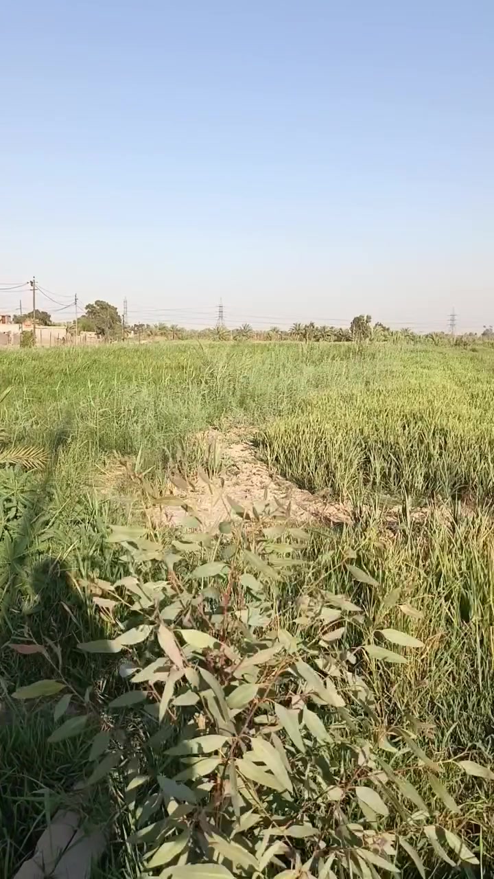 متاح اللبيع 2 دونم بغداد أطراف مدينة الصدر منطقة الخضراء الدسيم شراي ينتصل على هذا رقم
*********** نوع العقد 117
متاح اللبيع 2 دونم بغداد أطراف مدينة الصدر منطقة الخضراء الدسيم شراي ينتصل على هذا رقم

