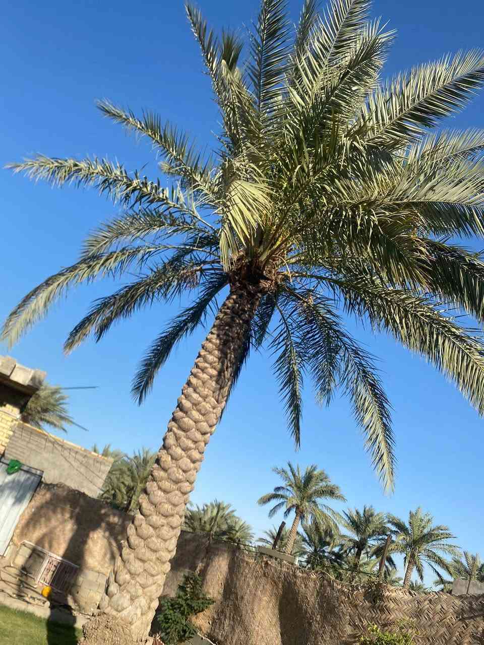 نصف دونم للبيع بغداد السياحي خلف مدرسه مسقط قرب قريه الجنابات سند35
يحتوي البيت ع غرف نوم عدد 2 وحده ماستر ومطبخ حار وبارد
وصاله 8في4 ومسبح خلف البيت3في6قيد الانشاء البيت بي نقص استقبال ودرج فقط بناء2023
السعر 110هاتف***********
