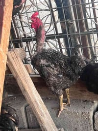 ديوك للبيع • ديك • ديكة للبيع • دواجن • طيور للبيع • حيوانات للبيع