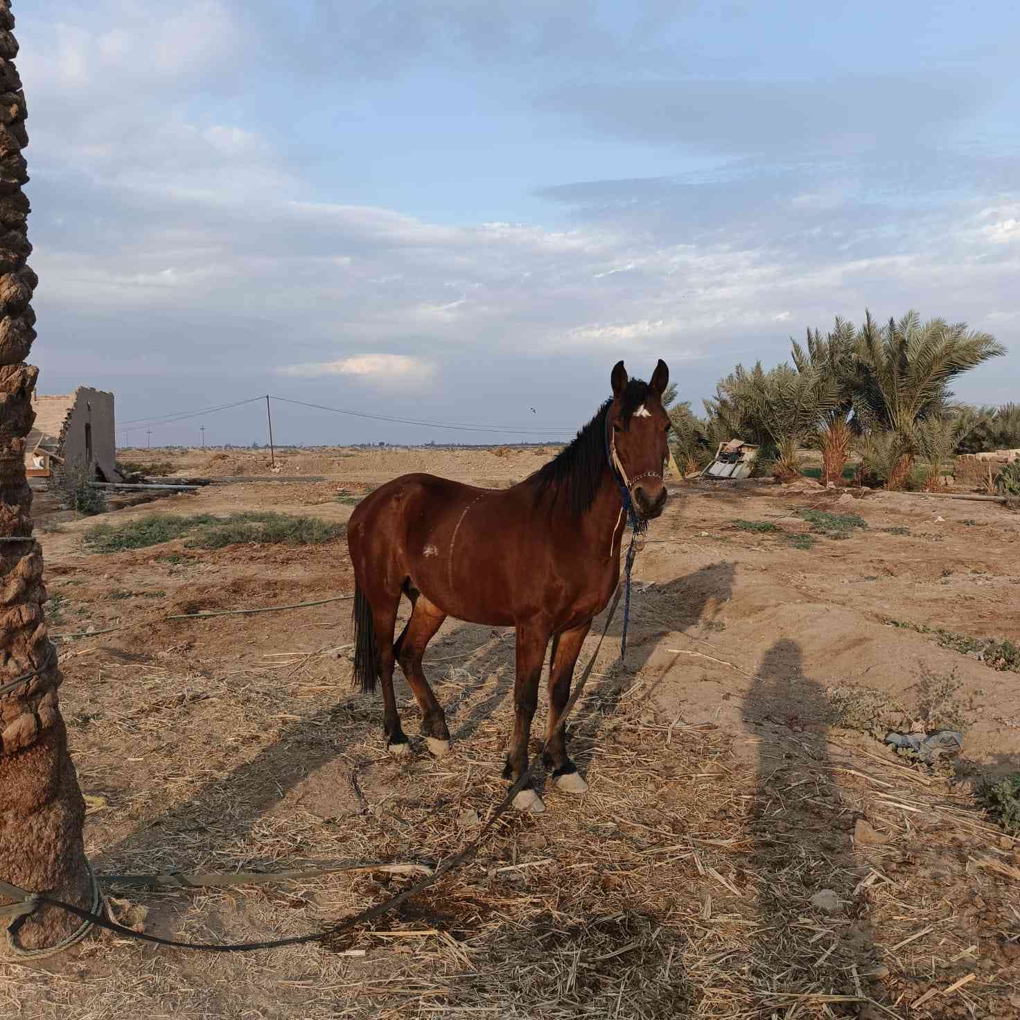 فرس مع مهره البيع سعر مليون ٩٠٠ بيه مجال  عنوان الديوانيه *********** تواصل عل واتساب مكلف بل نشر
