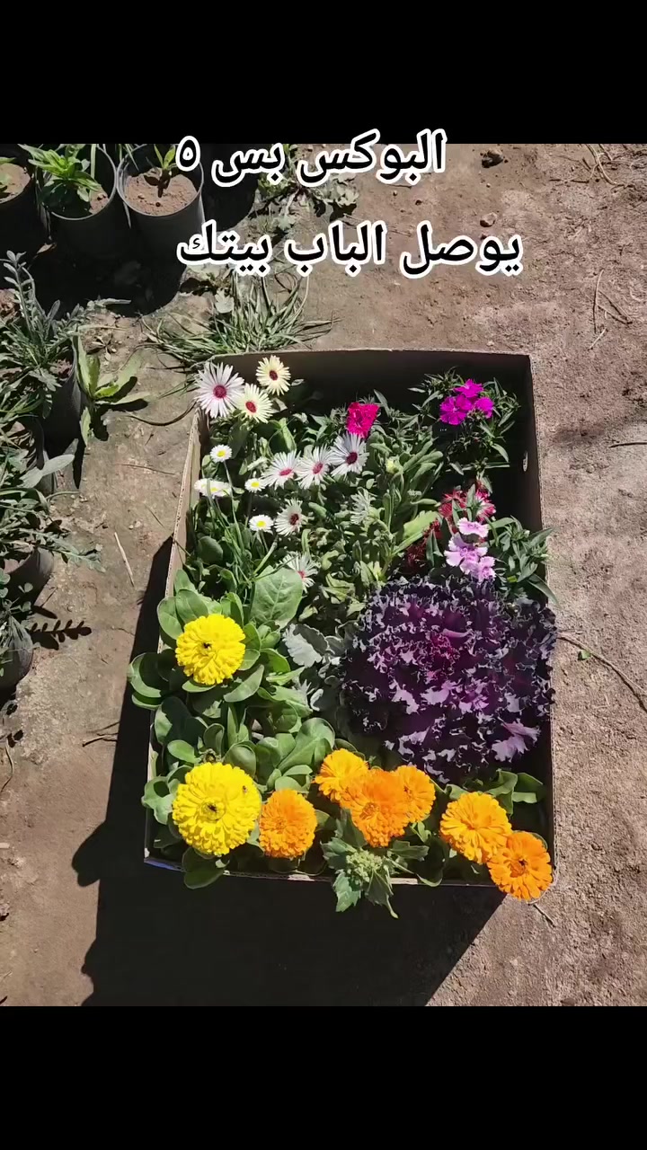 عرض بمناسبه شهر رمضان
البوكس يوصل الباب بيتك وين ما جنت داخل السنيه 
عدد :١٣ ورده 
بس ب ٥ الف
توصيله مجاني 

العنوان : الديوانيه -قضاء السنيه -قرب مركز الشرطه او مقابيل المخيم. الكشفي 🚩🚏

خدمه التوصيل موجوده داخل الديوانيه 🚚
للاتصال او الاستفسار او ع واتساب 🔍
ع ***********
