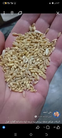 حنطة • بذور • حنطة بيزنطية • بذور بيزنطية • حنطة درجة أولى • حنطة مقاو...