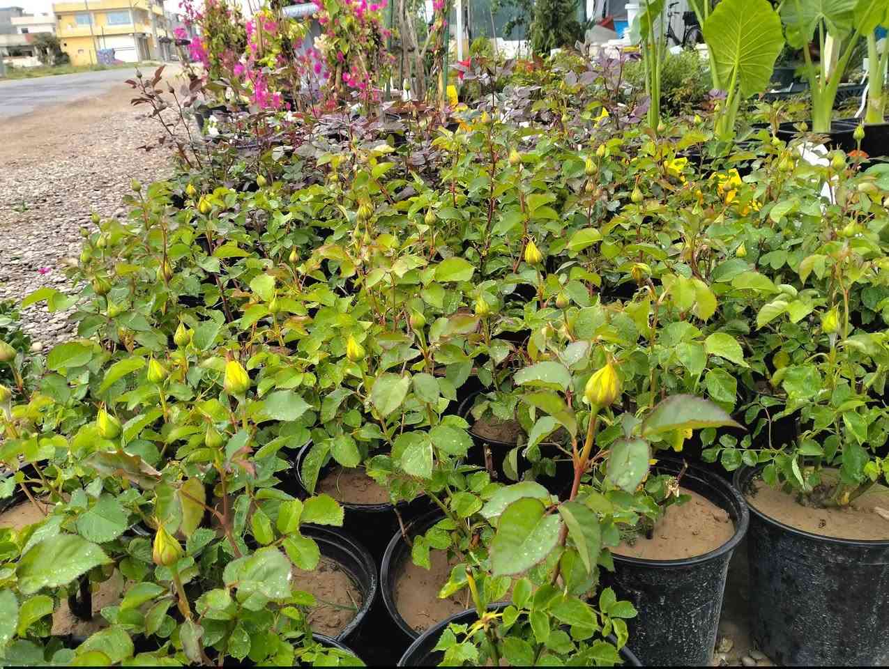 نباتات انتاج عراقي 
تراجي العروس حجم كبير جدا وكثيف 
تراجي العروس حجم صغير 
ورد جوري قطف 
ورد الياسمين متسلق لطلب والاستفسار مراسلة الصفحه يوجد
ورد جوري سلطاني عراقي  خدمة توصيل خانقين جلولاء سعديه


**إذا كنت صاحب هذا الإعلان وتريد حذفه لأي سبب، رجاءا أرسل رسالة إلى الدعم الفني**