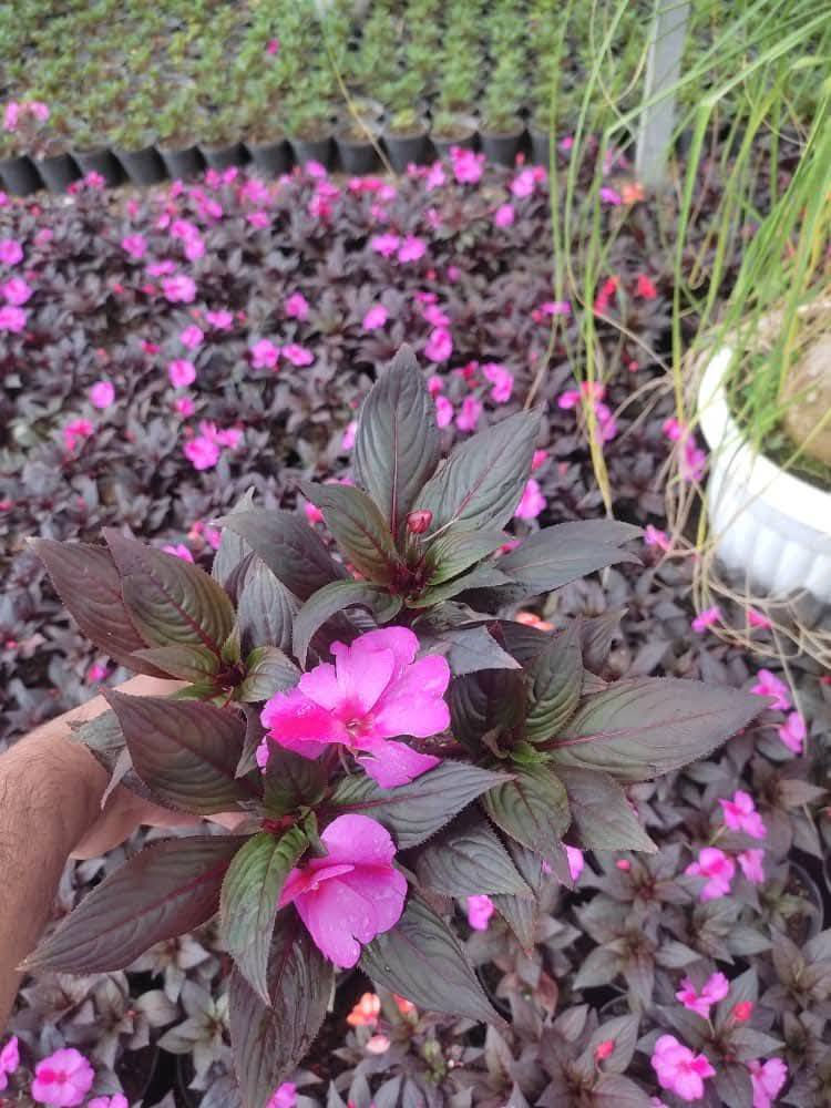 وصل ورد إمبيشن ( البلسم ) السعر 3 فقط موجود توصيل كافة محافظات العراق
سعر التوصيل 5 ألف البكج 
البكج يشيل 8 شتلات يعني 8 شتلات توصيلهم 5 فقط 
يعني البكج كامل 8 شتلات مع التوصيل ( 29 ) الف 

واتساب الحجز  ***********

مشتل مرتضى الرئيسي/ حلة طريق كربلاء عمود 96 مقابل أهل الخير 🌿
