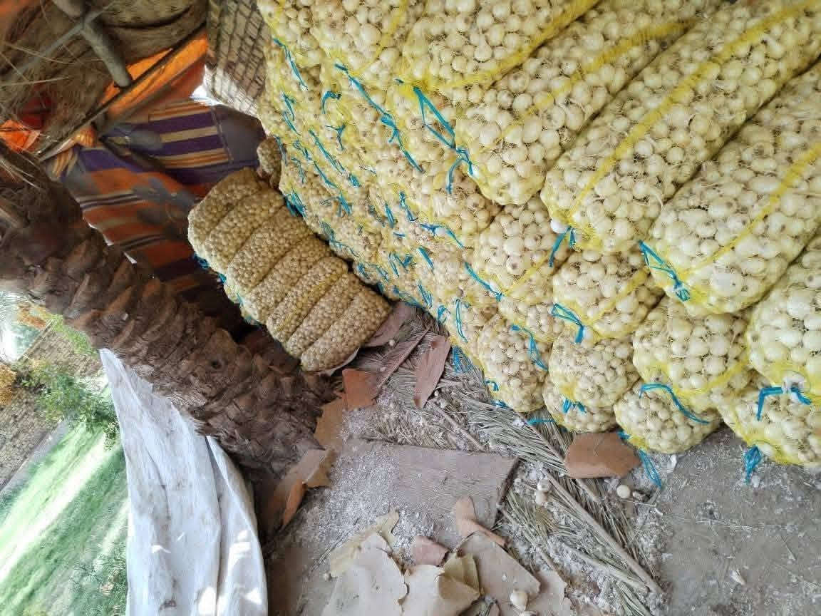 للبيع بصل فسقة حار درجة اولة متعهد المكان زيد بن علي محافضت بابل قضاء الكفل للستفسار على الرقم ***********او ***********
