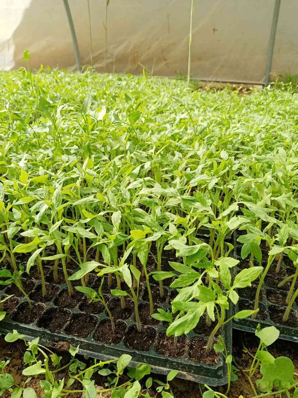 شتل طماطه للبيع نوع بالصوره استفسار ***********
