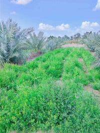 واسط كوت بسروكيه • ٥ دوانم • ٦٠ نخلة مثمرة