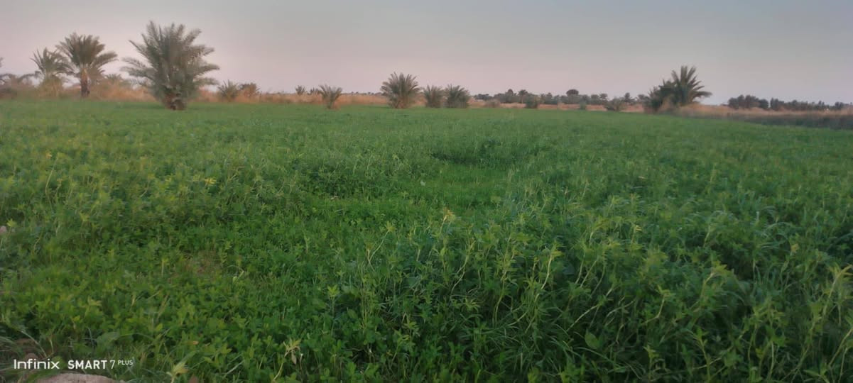 ارض زراعيه معه دار  المساحه 16 دونم قانون 117 ارض جيده تبعد عن طريق بغداد كوت 1200 متر طريق سبيس المكان العزيزيه لاستفسار اكثر ***********
