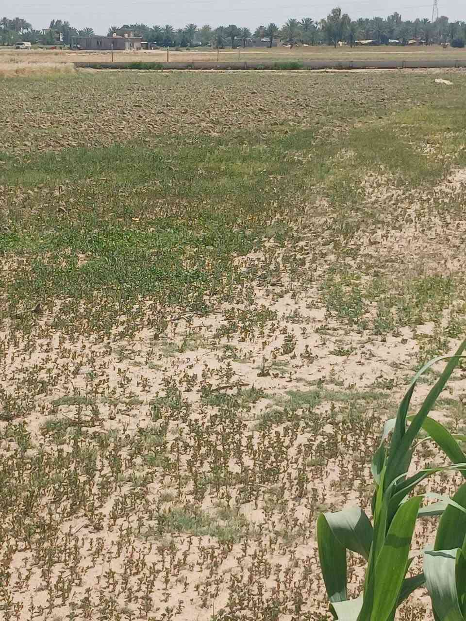 للبيع مستعجل ١٠ دونم بابل ميلحه عقد ٣٥ جديد تحويل مباشر خدمات كامله ***********
