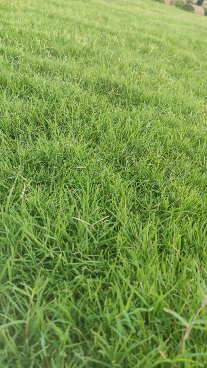 باسعار ثيل ديالى الطبيعي 🏡
أهلاً بكم في مجموعه مزارع ديالى لثيل الهندي الطبيعي 🌿🌱
 نقدم لكم افضل انوع الثيل الطبيعي عالي الجوده يتحمل كافه الضروف البيئية.🌦️🌞
دائم الخضرة🌿🌳 وباسعار تنافسيه وعروض مميزة ☘️❤️
#مستعدون لتجهيز وفرش الحدائق🏡 ودوائر الدولة🏡والمنازل🏡🏡
و تجهيز الملاعب🏟️ والمنتزهات بانسب الاسعار مع ضمان الجودة العالية في العمل👷👷

مع خدمة التوصيل خلال24ساعه🚛🚛
الاسعار 💵💸 تختلف حسب الكمية 
للاستفسار الاتصال على : 
او التواصل مع الصفحه عن طريق ارسال رسالة على الوتساب او الاتصال📞‏‪***********
