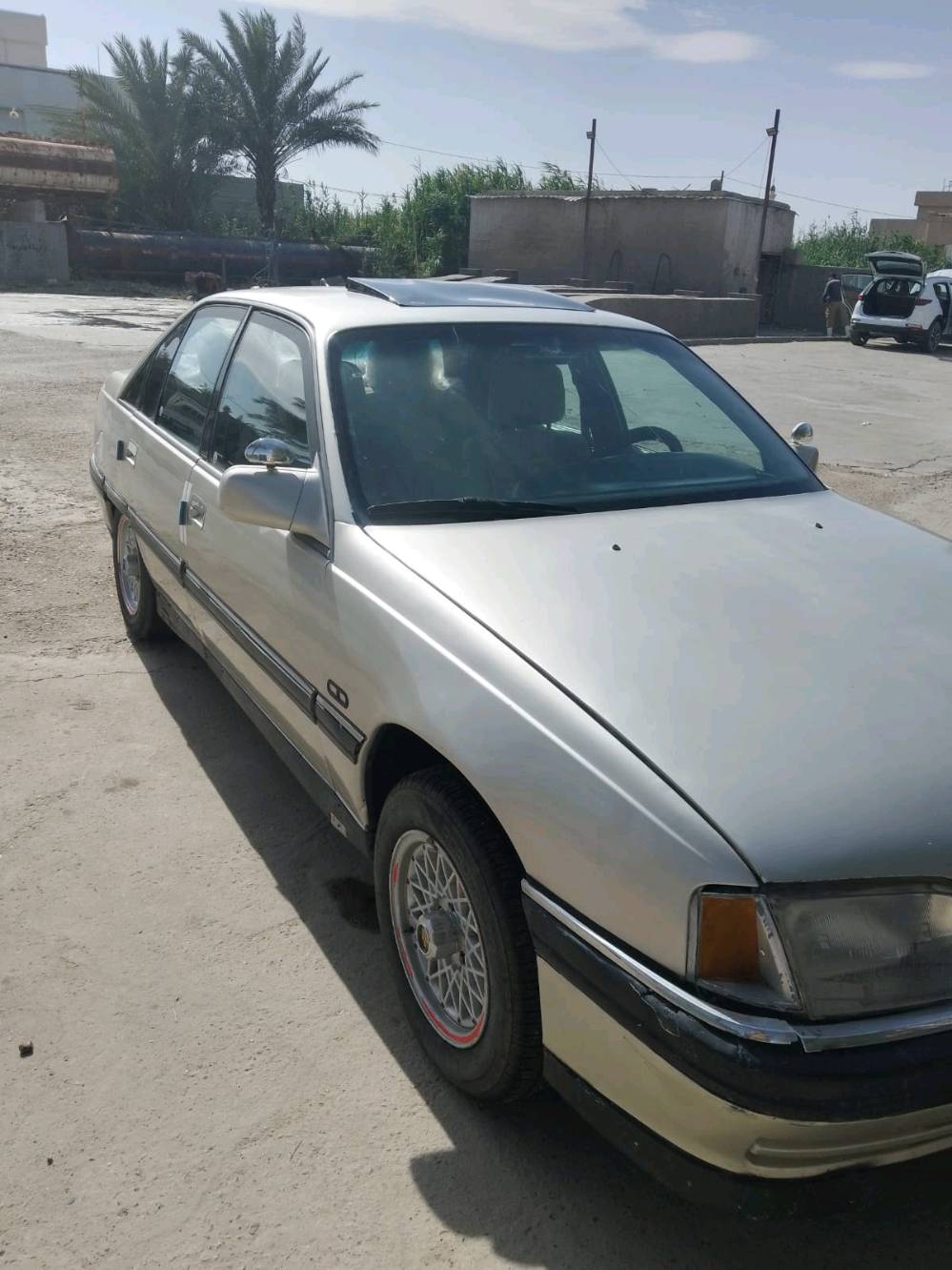 رمادي جويبه 