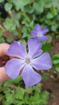 فينكا • نبات زينة • عدد محدود