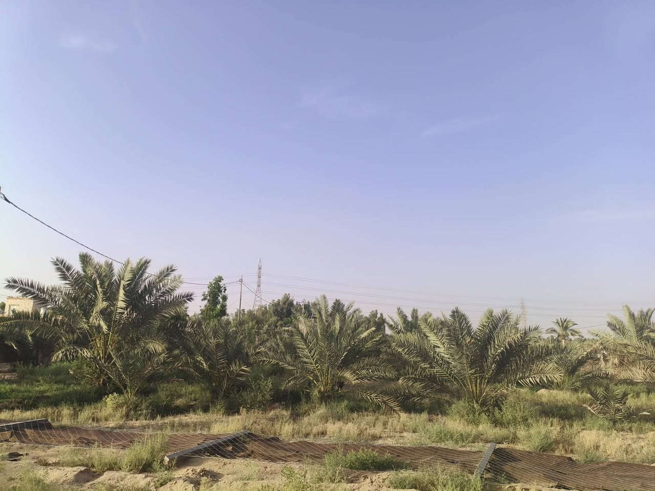 سلام عليكم مزرعه المساحه نصف دونم عقد زراعي تحتوي على 50نخله متنوعه وتحتوي على ماطور وبئر  المكان  صخير تبعد عن الشارع العام 700م قرب جسر المشات الاستفسار على الرقم ***********
