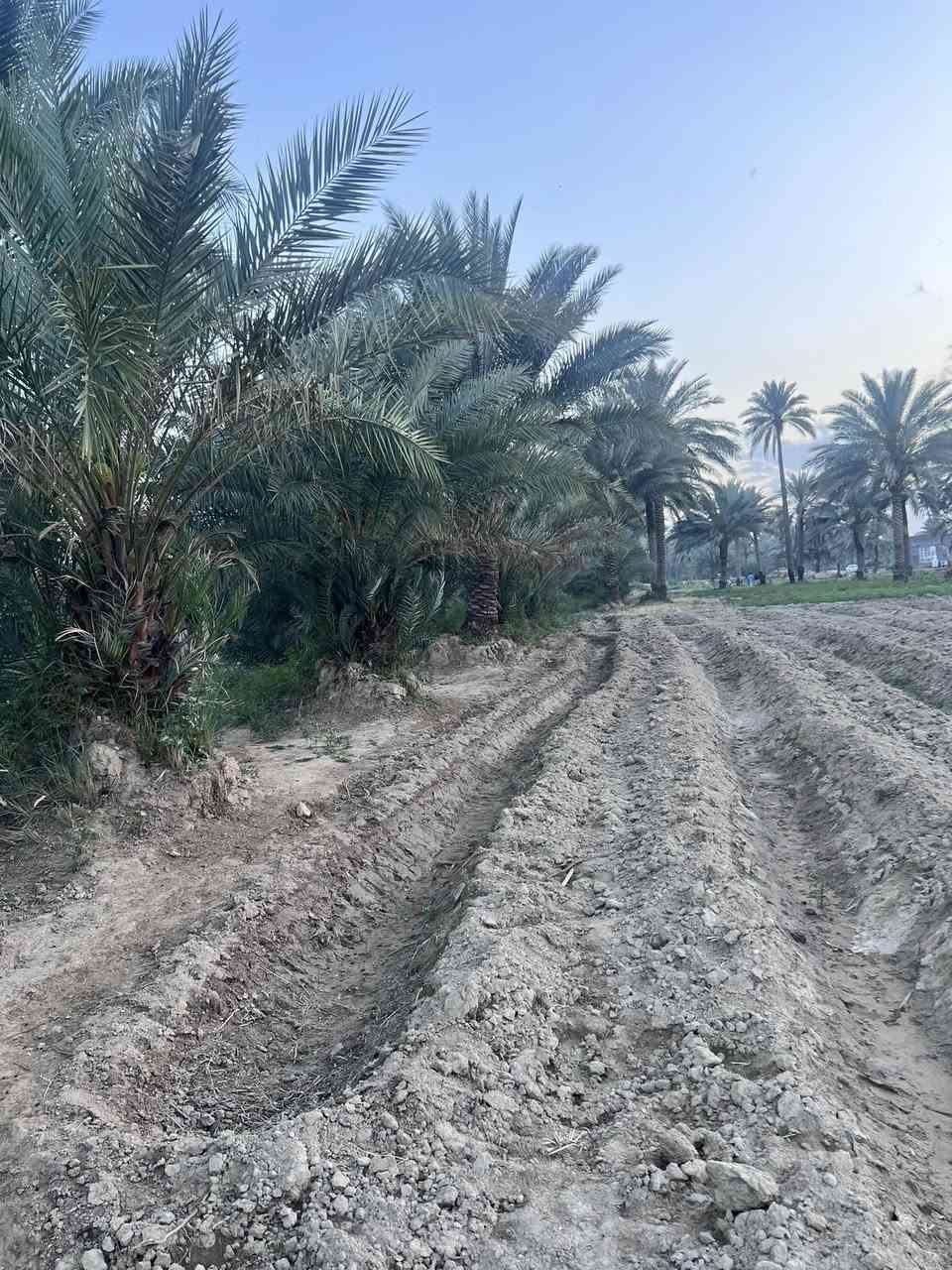 السلام عليكم
عقار  قطعة ارض   موقع مميز
ترهم مزرعه او مسكن. بيها بتلو مساحة البتلو280  وبيها نخل اكثر من52 نخلة  نوع النخل الوان متعدده  المساحة 2 دونم
واجهية  الارض25متر والنزال  209
تبعد عن الشارع العام 300متر 
موقع الارض: بابل النخيلة الغريبه 
قرب الامام الخضر. (ع)
الاستفسار اكثر. مراسلة الصفحة 
او الاتصال ع الرقم:***********
