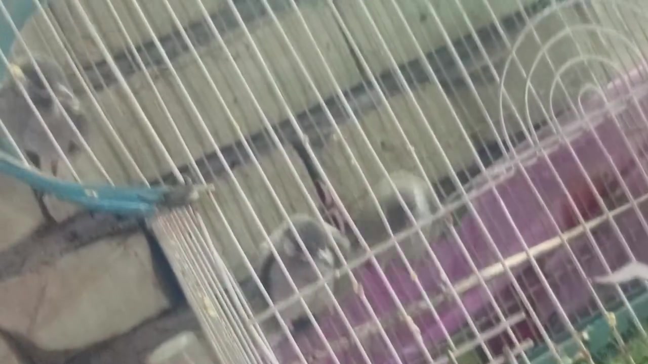 السلام عليكم بلابل  كبار اليفات التك ب 25 قفل


**إذا كنت صاحب هذا الإعلان وتريد حذفه لأي سبب، رجاءا أرسل رسالة إلى الدعم الفني**