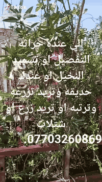 الي عنده حراثه التفصيل عمل احواض النخيل تسميد او تحتاج سماد حيوانيه او تنضيف البستان او الحديقة وتريد تزرعه وترتبه او تريد زرع بذور او شتلات او سدر عادي او مطعم ***********مكاني ابو الخصيب
