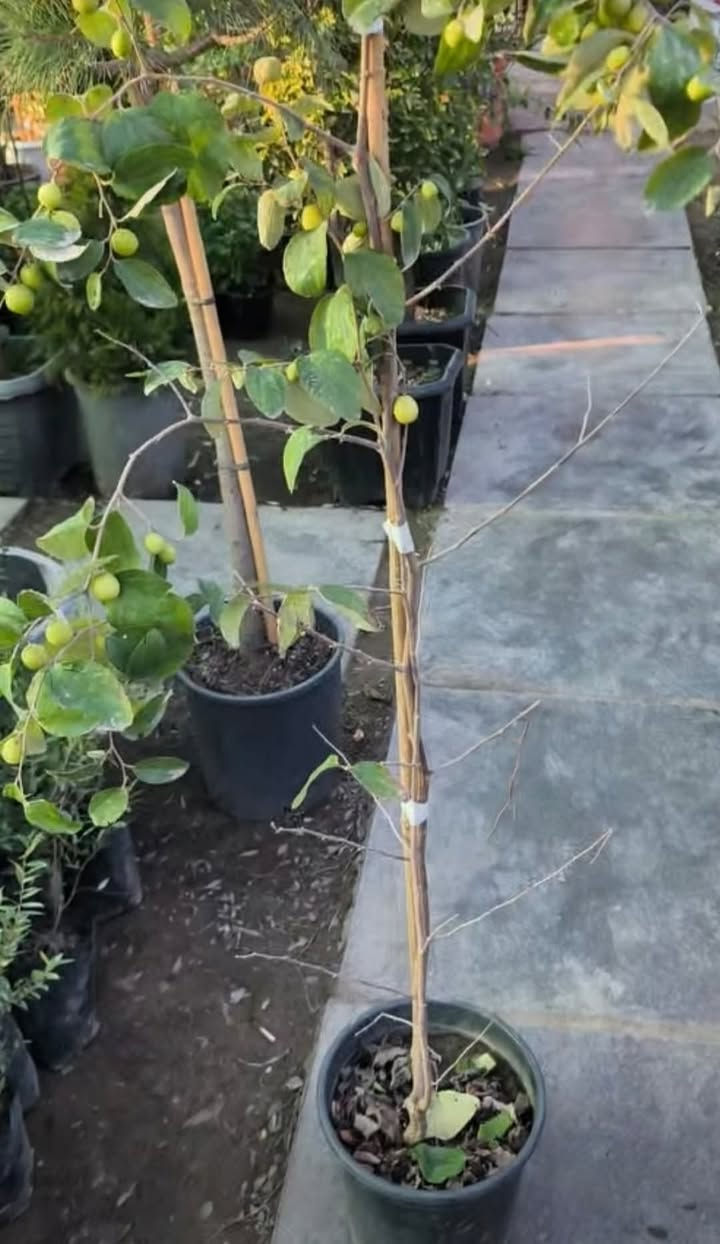 سدر تفاحي بصراوي
جملة متوفر 
***********
