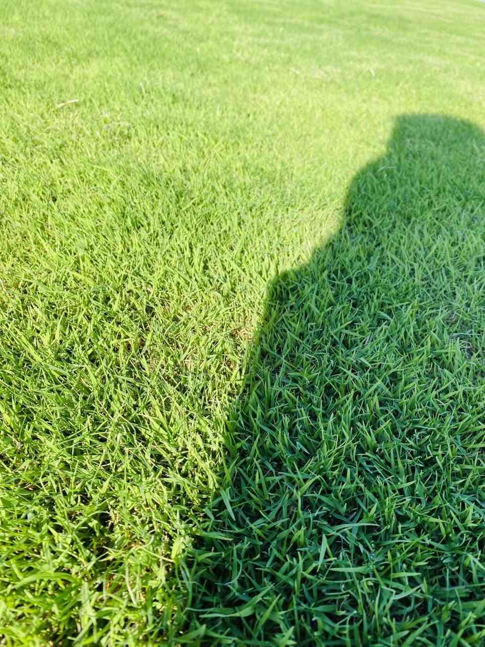 🌱✨ تخفيضات لفترة محدودة ✨🌱

وفرنا لكم ثيل طبيعي (هندي – إيطالي – فرنسي) بجودة عالية وسعر تنافسي، إنتاج خاص من مزارعنا ✅

📌 المميزات:

نوعية ممتازة ومثالية

مناسب للمنازل، الحدائق، الملاعب، الدوائر، وتجهيز المشاتل

أسعار مميزة وتختلف حسب الكميات الكبيرة

خدمة توصيل لجميع محافظات العراق

🚚 التوصيل مجاني

📞 للطلب والاستفسار:
*********** 
***********
