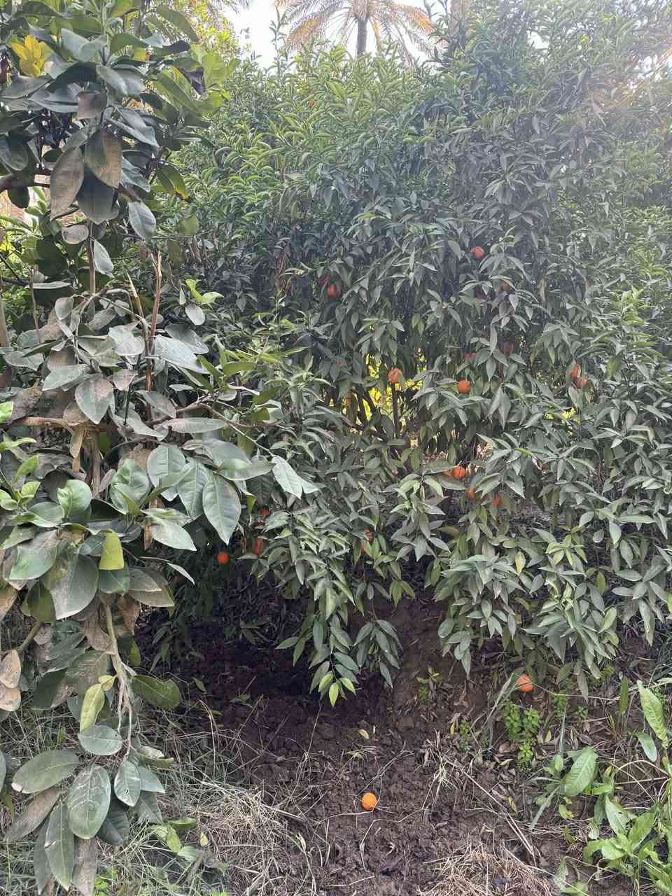 خوان نص دونم شاطئ مقبيله ست دوانم طابو ملك صرف في منطقت الرشدية للبيع تبعد عن ناحيه الراشديه 5دقايق ***********
