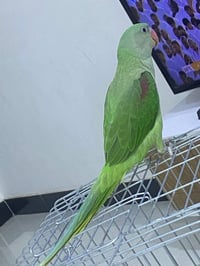 ببغاء نيبال • 6اشهر • أليف