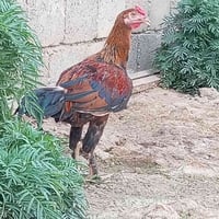 ديج • دجاج • ديك • دجاج للبيع • حيوانات
