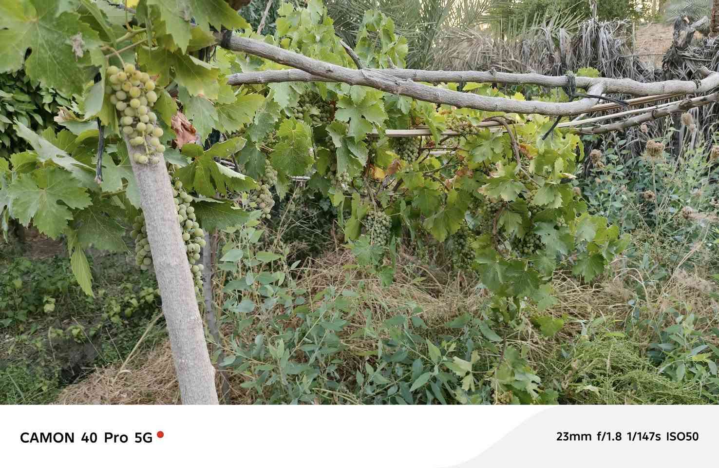 بستان للبيع
٣دونم  
 بيت ٣٠٠ متر كامل
٣غرفه 
مطبخ 
ستقبال ١١متر معزول 

 حديقة 
يبعد عن الولايه ٣كيلو 
الموقع المعبره 
***********
